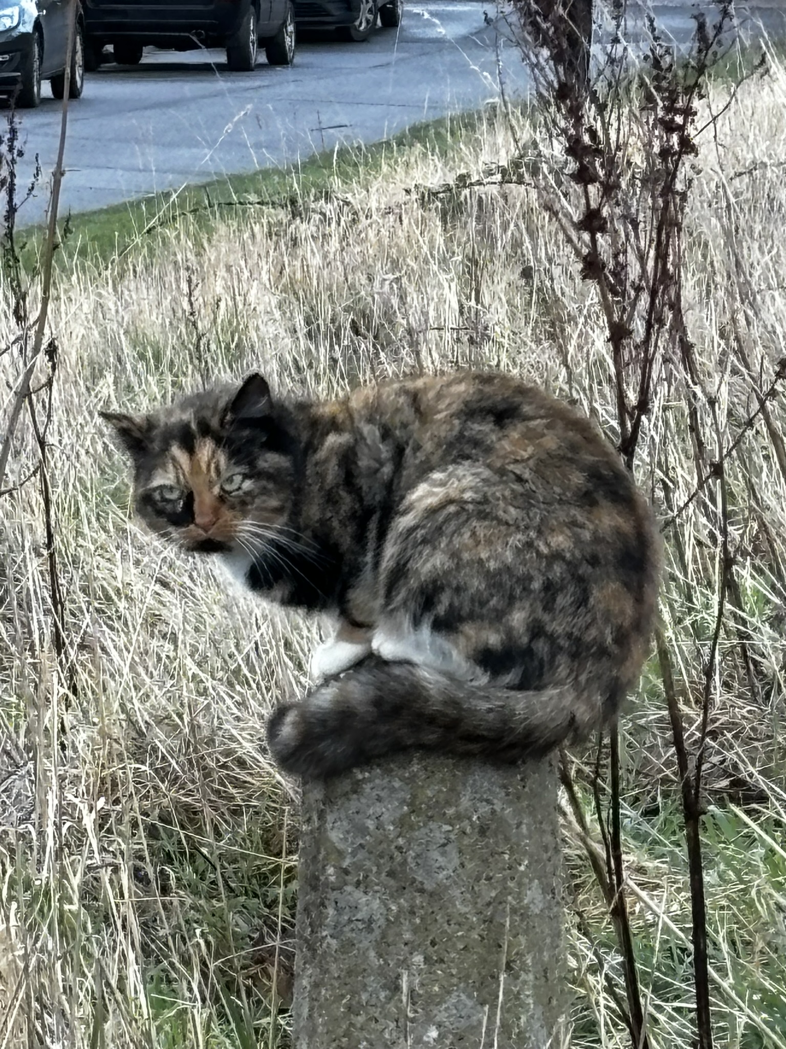 The Darnall Cat