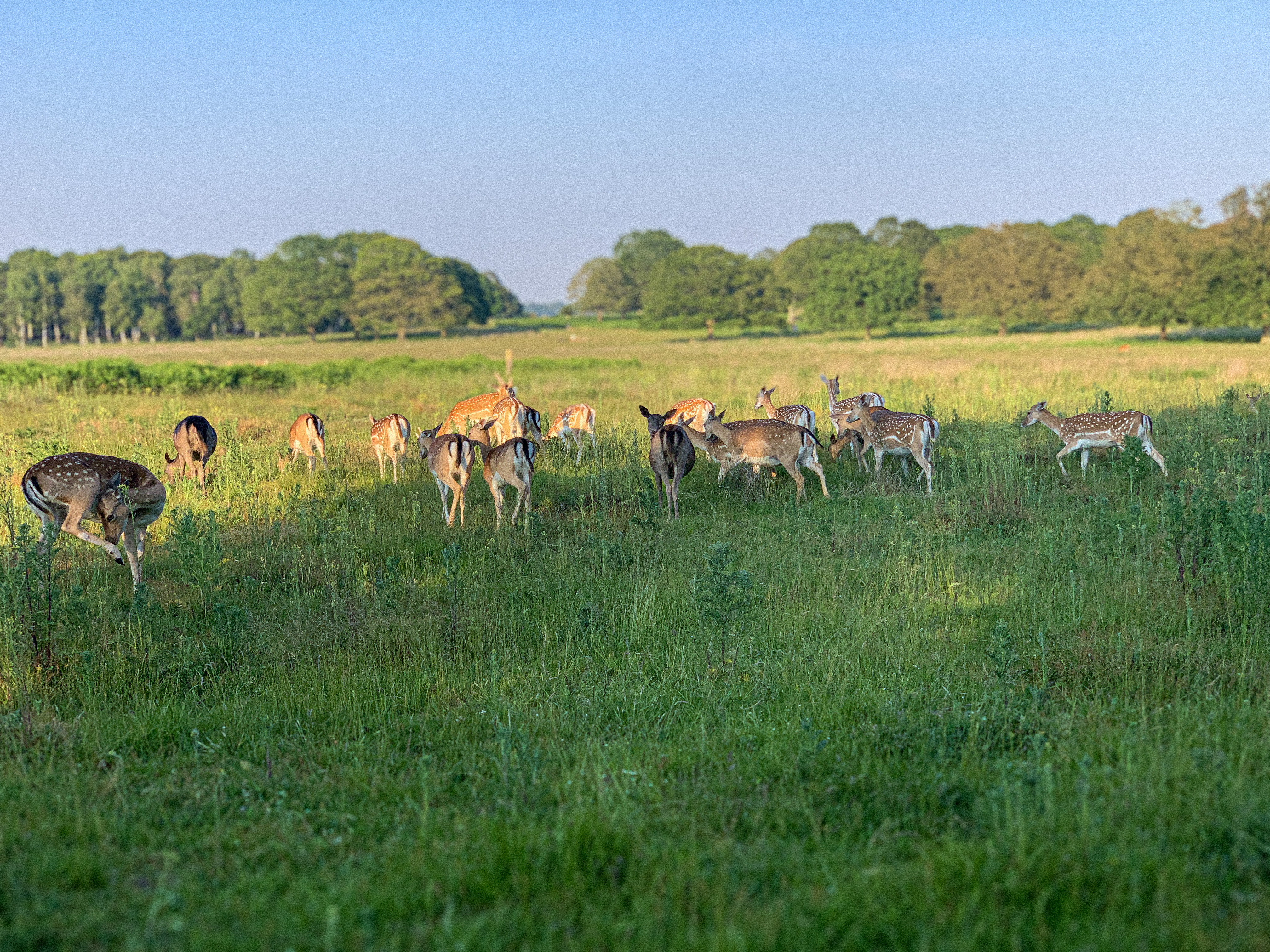 Deer!!!